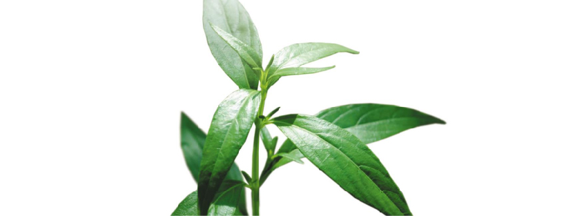 240314-WEBSITE-SOURSOP-08.jpg